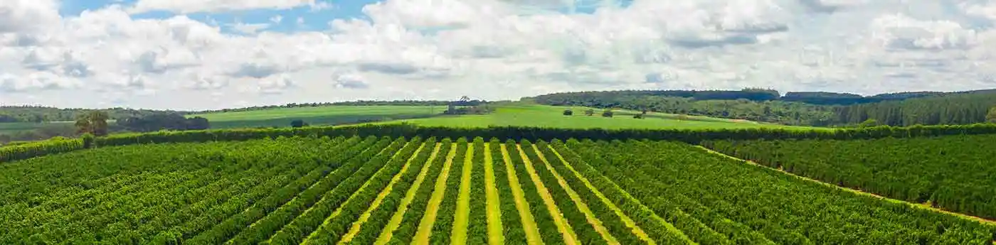 Narenciye Lifi-Portakal Lifi ( Citri-Fi ) 